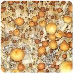 Псилоцибиновые (галлюциногенные)  грибы Psilocybin "Golden Teacher" в Скопине